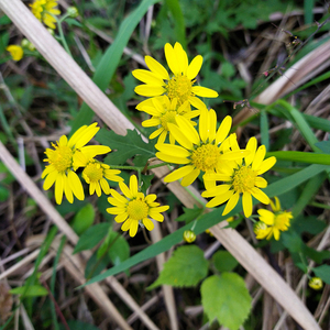 Flores Secas de Crisantemo <span class=keywords><strong>Indicum</strong></span> Amarillo Natural Silvestre Nuevas en Venta - Product Image 4
