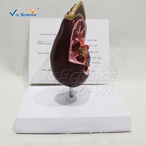 Modello Anatomico del Renino per Scienza Medica e Anatomia - Product Image 6