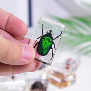 Ensemble de spécimens d'insectes réels en résine personnalisés, collection de insectes en acrylique transparent faite <span class=keywords><strong>à</strong></span> la main, bloc d'entomologie, éducation scientifique, décoration de bureau, cadeau - Product Image 5