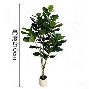 210cm Pitted white basin Fiddle-leaf fig– Eco-Friendly Plant for Wedding & Event Decoration - Product Image 2
