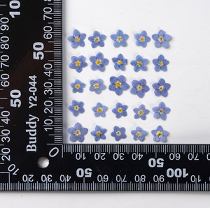 Vera Myosotis Sylvatica naturale a secco eco-friendly pressato fiore non ti scordar di Me per la decorazione natalizia di Halloween di Pasqua - Product Image 3
