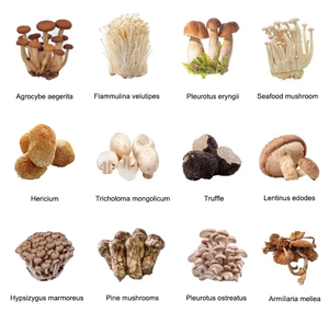 40HQ Conteneur d'élevage de champignons Conteneur d'expédition de serre Chambre de culture de ferme Équipement de culture de champignons de ferme intelligent - Product Image 6