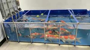 Equipo de Acuicultura de PVC Reforzado Ajustable, <span class=keywords><strong>Lona</strong></span> Translúcida Plegable, Soporte Desmontable para Estanques de Peces y Camarones, Peces Ornamentales, RAS - Product Image 4