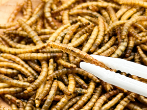 Premium Getrocknete Gelbe Mehlwürmer für Hühner, Vögel, Fische, Schildkröten, Eidechsen, Wellensittiche, Tauben 100% Natürliches Tierfutter - Product Image 6