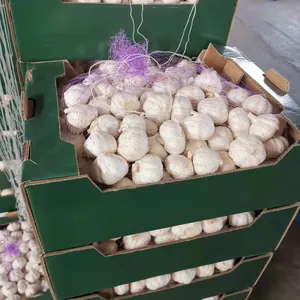 Farmers grow fresh garlic with purple skin, big head and multi-petal garlic and red skin garlic