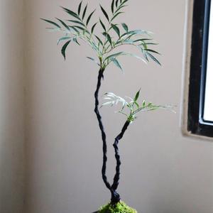 สิบอันดับต้นที่ประสบความสำเร็จของต้นไม้กระถางมอสโต๊ะกาแฟบอนไซขนาดเล็กสำหรับห้องน้ำโต๊ะคนขี้เกียจพืชสีเขียว - Product Image 3