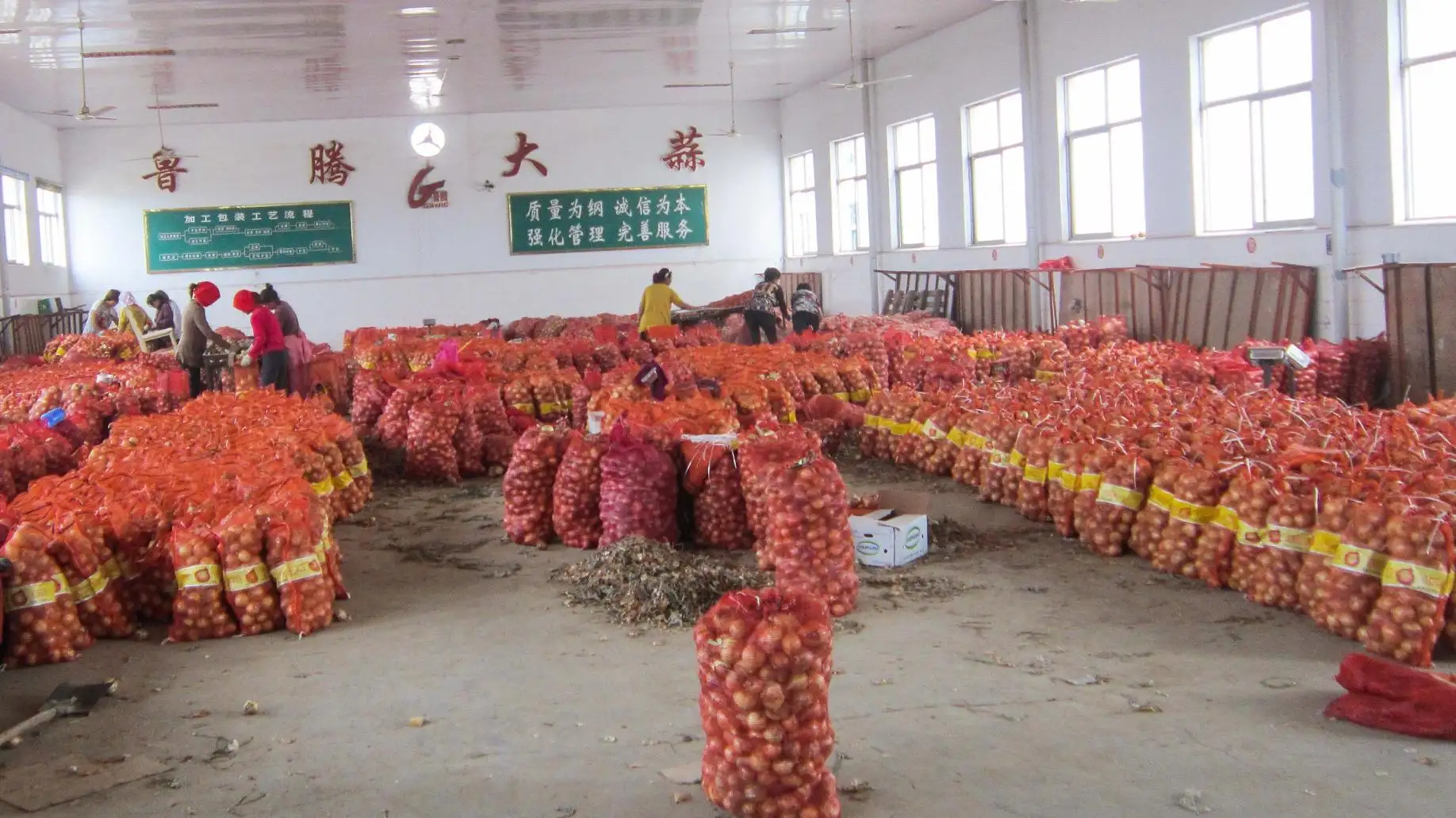 หัวหอมฮอลแลนด์สีแดงและสีเหลืองพืชผลใหม่ใน2023หัวหอมจีน