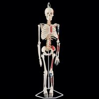Modèle de squelette humain grandeur nature avec des proportions réelles et des articulations flexibles pour l'enseignement des sciences médicales