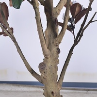 Arbre artificiel de magnolia détachable de grande taille RTS, 320 cm, décoration intérieure, Noël, fête de remise de diplôme, événementiel