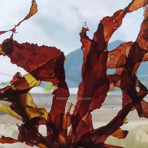 Rumput Laut Kering Alga Merah Tua Kering