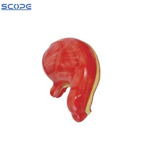 SC-A1052ทางการแพทย์กระเพาะอาหารกายวิภาคของมนุษย์ระบบย่อยอาหารอวัยวะกระเพาะอาหารกายวิภาครุ่น - Product Image 3