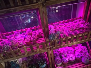 Nhà máy ánh sáng LED năng lượng mặt trời phát triển ánh sáng IP66 Phyto đèn quang phổ đầy đủ Bóng Đèn Thủy canh đèn nhà kính hạt giống hoa phát triển lều - Product Image 6