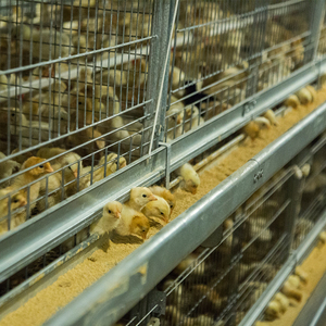 Cage d'Élevage Automatique pour Poussins, Batterie d'Éleveuse pour Poussins d'un <span class=keywords><strong>Jour</strong></span> et Jeunes Poulets de Chair - Product Image 4