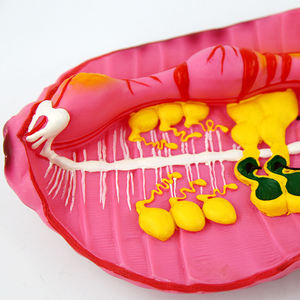 मिट्टी का विच्छेदन मॉडल Zm6021 - Product Image 5