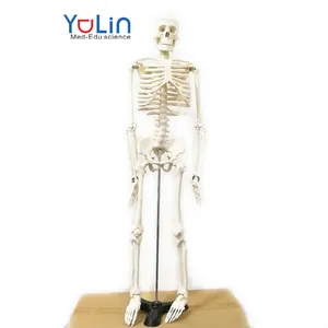 인간 해골 모형 85CM 의학 가르치는 모형 해부학 특별한 이동할 수 있는 팔 및 다리 모형