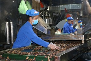 Coque de cajou haute qualité bon prix - Product Image 4