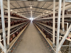 Grande Maison Portable Poulailler Automatique Construction Industrielle Promotion Pas Cher Cage à Poules Pondeuses en Métal Enclos Chaud Nouveau - Product Image 5