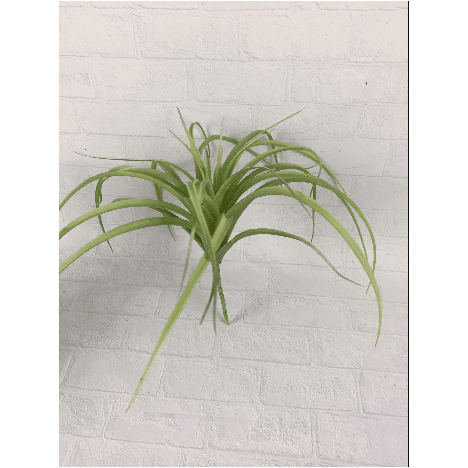 9 inches of dragon beard grass white