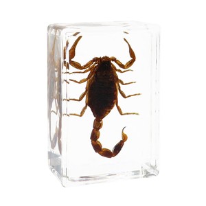 Artigianato Jingling: Esemplari di Insetti Veri (Stag Beetles, Scorpioni, Golden Tortoise Beetles, Ragni) in Stile Cinese, Acrilico Semi-lavorato a Mano - Product Image 5