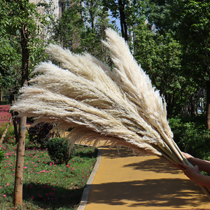 Erba della Pampa Grande all'Ingrosso 120 cm, Piume Soffici Secche, Fiori Naturali per Decorazioni Matrimoniali - Product Image 3