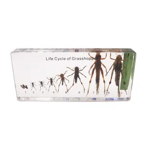 Gelsonlab HSBS-059 Acrylic Life Cycle of Grasshopper Specimen embedded biological specimens