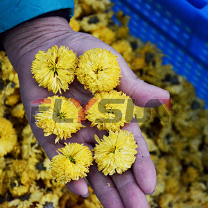 Secador industrial de flores de caléndula de vainilla, albahaca de frambuesa, hoja de té verde, máquina de secado de flores de azafrán - Product Image 5