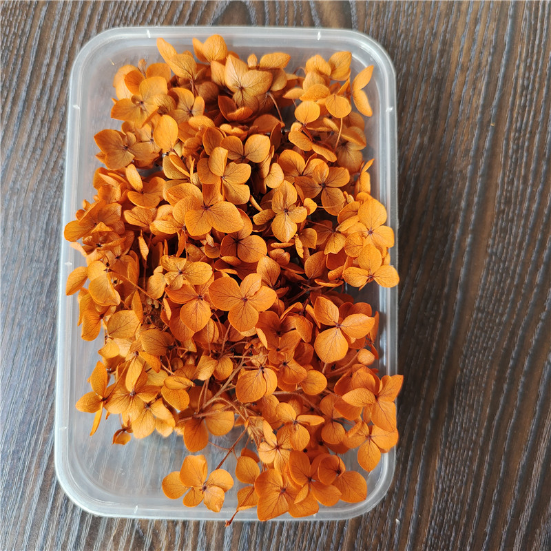 orange-5g anna lobular hydrangea box