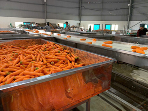 Farm Fresh Vietnam Organique Haute Vitamine Naturel Carotte Exportateur En Gros Légumes Sains Entreposage À Froid Orange - Product Image 4