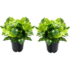 <b>Artificial</b> Pothos Plant 7-Forked Single <b>Stem</b> 30cm-100cm High Simulation Leaves Outdoor Indoor Desktop Decoration - Product Image 4