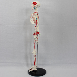 Modèle squelettique personnalisé de 85 cm avec points d'origine et d'insertion musculaire pour la partie du corps supérieure ; modèle squelettique pour l'enseignement médical. - Product Image 2
