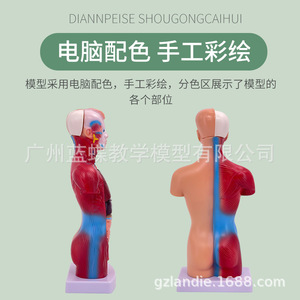 Modelo de anatomía humana de 28 cm (ortuga, órganos internos, corazón), material didáctico médico, esqueleto, juguete educativo para niños - Product Image 4
