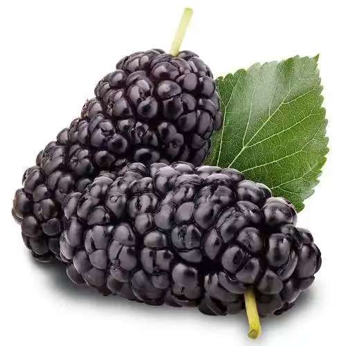 New Arrivals Fresh HACCP Chinese IQF Frozen Fruits and Vegetables Hot Sale Sweet IQF Mulberries