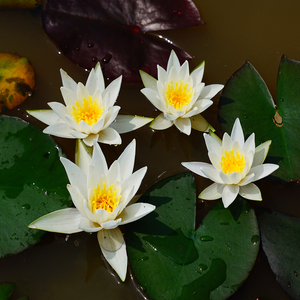 Nymphaea 'Hermine' - une plante aquatique adaptée aux bassins de jardin et aux serres - Nénuphar 'Hermine' - Product Image 4