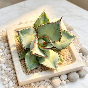 Suministro al por mayor de suculentas decorativas Agave Titanota, plantas de interior para principiantes, ideales para arreglos en macetas. - Product Image 1
