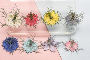 Jasminum-suministros para hacer tarjetas de pétalos, joyería de resina, plantas naturales respetuosas <span class=keywords><strong>con</strong></span> el medio ambiente, <span class=keywords><strong>flor</strong></span> prensada Real para secar - Product Image 5