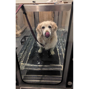 Equipo de entrenamiento para mascotas, máquinas eléctricas para caminar en Spa para perros, cintas de correr subacuáticas para mascotas en clínicas de mascotas y hospitales de animales - Product Image 4
