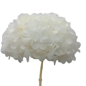 Hortensia préservé de fleur immortelle naturelle de meilleure qualité d'hortensia blanc de Chine