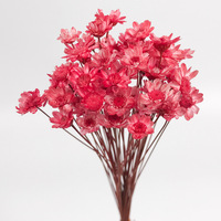 Die Bloemen Groothandel Droge Braziliaanse Ster Bloem Home Party Festival Decoraties Gedroogde Bloemen