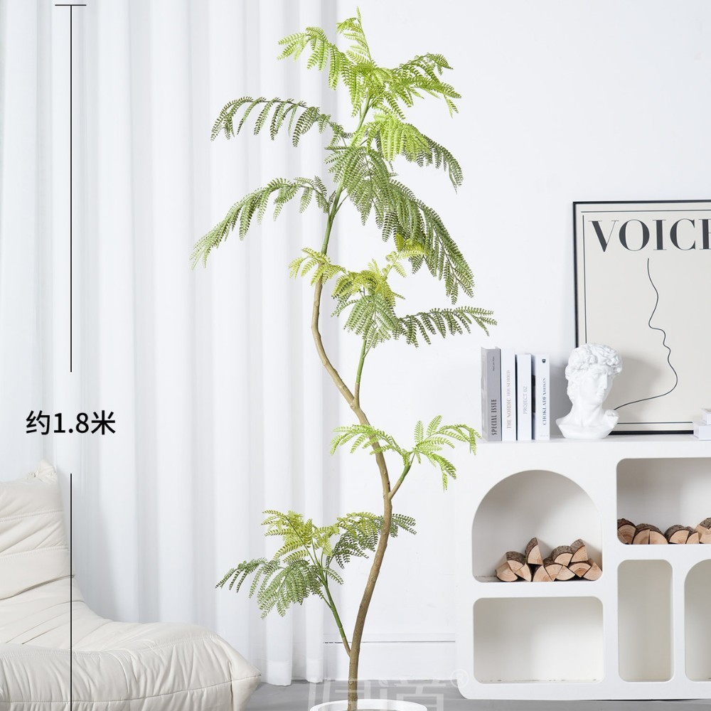 Arbre Jacaranda de 1,8 mètre [Comprend un pot blanc, une étiquette et des flocons de noix de coco]