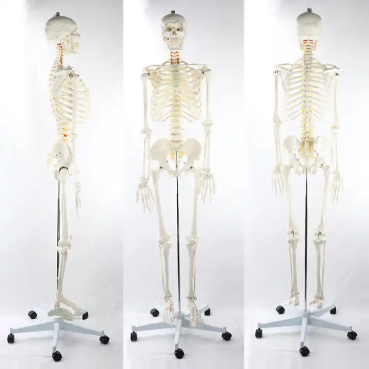 attrezzature didattiche di scienza medica 170 cm scheletro
