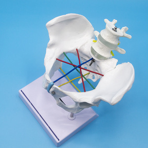 Modèle de mesure des os pelviens féminins grandeur nature avec vertèbres lombaires et lignes de mesure codées par couleur pour obstétrique et gynécologie - Product Image 4