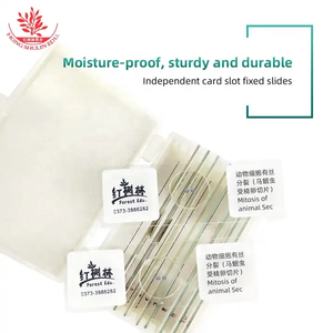Tế bào động vật phân bào ascaris equis tử cung Crosscut phân chia tế bào Slide di truyền học kính hiển vi sinh học Slide - Product Image 4