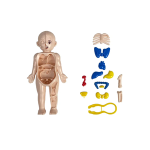 14 locks ducducducational 3D del Odel cicientific locks Odel uuilding ooys Uman natnatomy rgan rsemsssemled Oy Odel para tutudent - Product Image 2