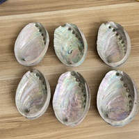 Coquilles d'ormeau naturelles, coquilles de conques, aquarium, aquascape, bricolage, ornements en sauge brûlée, méditation