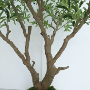 Lớn Faux cây xanh 7ft cao 210cm cây nhân tạo Cây Ô Liu trong nồ<span class=keywords><strong>i</strong></span> Nhựa Cây Ô Liu giả cho trang trí nộ<span class=keywords><strong>i</strong></span> thất - Product Image 5