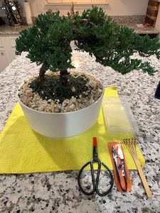 3 Set Pruning Scissors, Bonsai Scissors for <strong>Bud</strong> &amp; Leaves <strong>Trimmer</strong>, Bamboo Rake Bonsai Tree Pruning Trimming Starter Tool Kit - Product Image 4