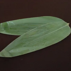 Foglie <span class=keywords><strong>di</strong></span> Bambù Fresche Verdi Confezionate Sottovuoto Foglie <span class=keywords><strong>di</strong></span> Bambù per Sushi - Product Image 1