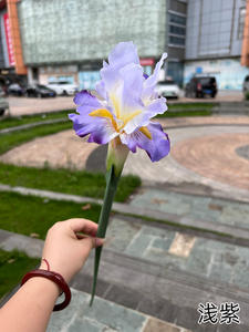 EW rival rrival Colorful Artifcial arden lice ends Pend ucucket Fo Wedding ececoration ililk Flowers - Product Image 4