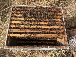 Jalea Real 100% Natural y Pura, Refuerzo del Sistema Inmunológico - Product Image 3