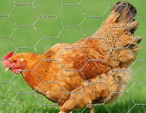Rouleau de grillage hexagonal galvanisé à chaud résistant à la corrosion pour la construction de clôtures avicoles et la protection - Product Image 6